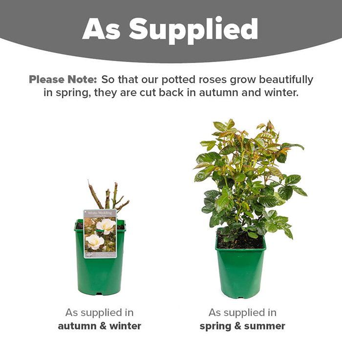 Rose Climbing White Wedding 4L pot NGW