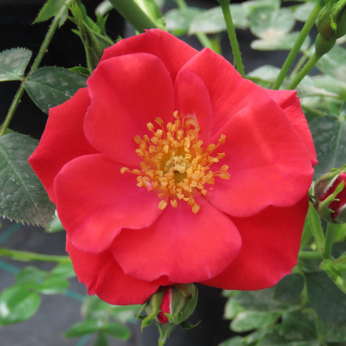 Rose Climbing Summer Sweetheart 4L Pot NGW