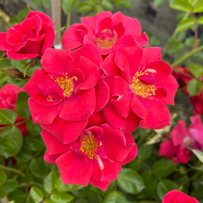 Rose Climbing Summer Sweetheart 4L Pot NGW