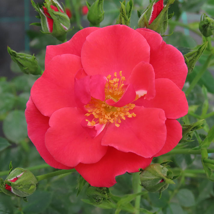 Rose Climbing Summer Sweetheart 4L Pot NGW