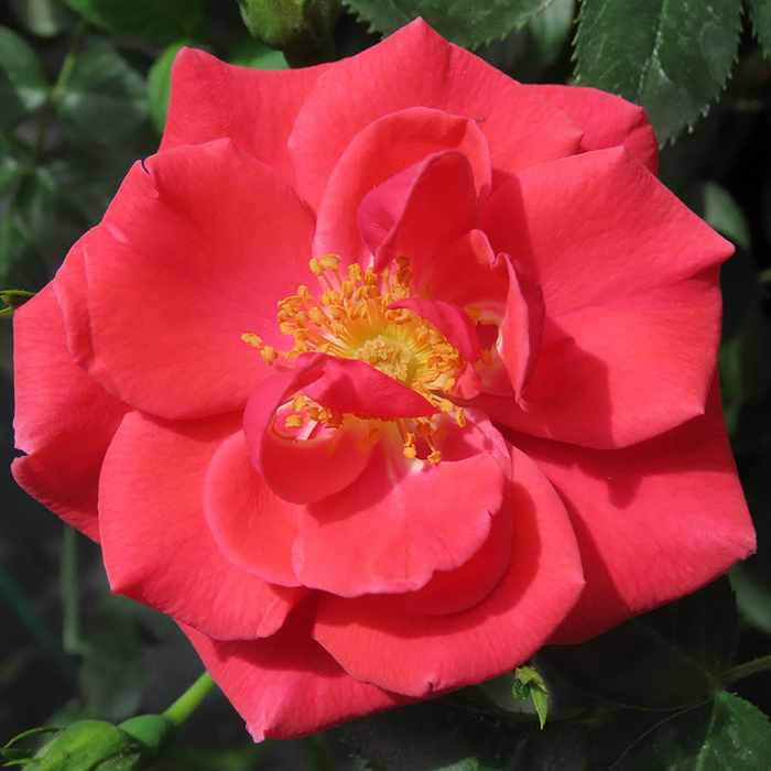 Rose Climbing Summer Sweetheart 4L Pot NGW