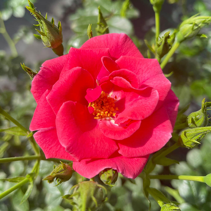 Rose Jason's Rose 4L Pot NGW