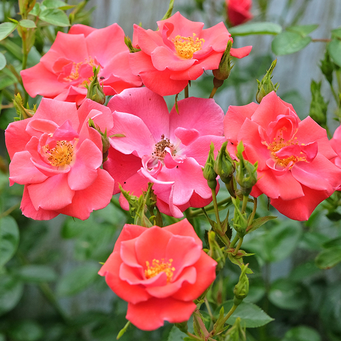 Rose Jason's Rose 4L Pot NGW