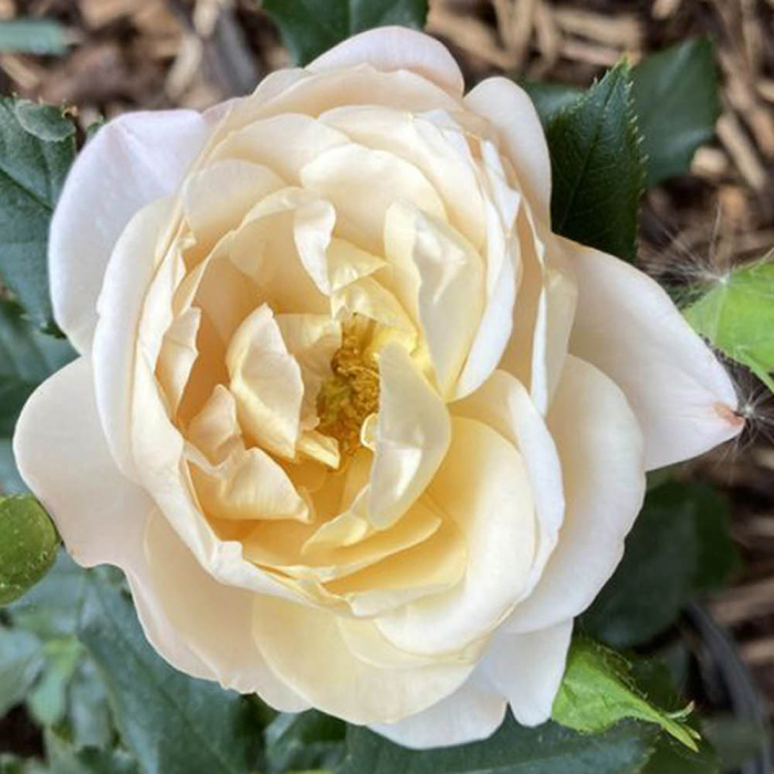 Rose Lily's Rose 4L Pot NGW