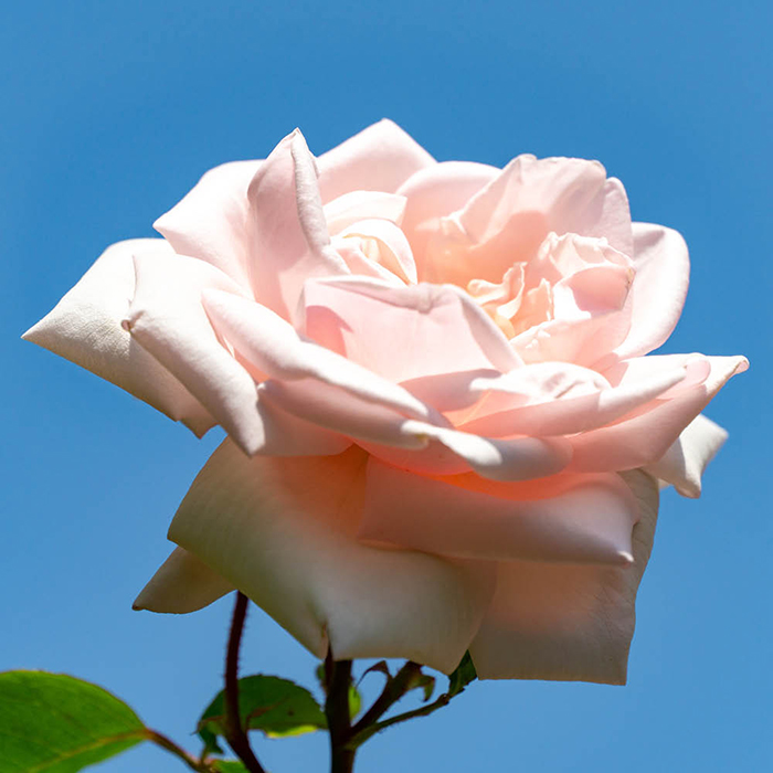 Rose CLG The New Dawn 4L pot NGW