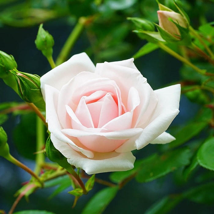 Rose Nicola's Rose 4L Pot NGW