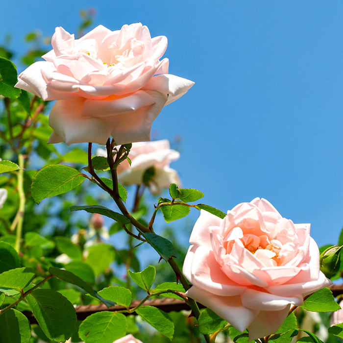 Rose Joseph's Rose 4L Pot NGW