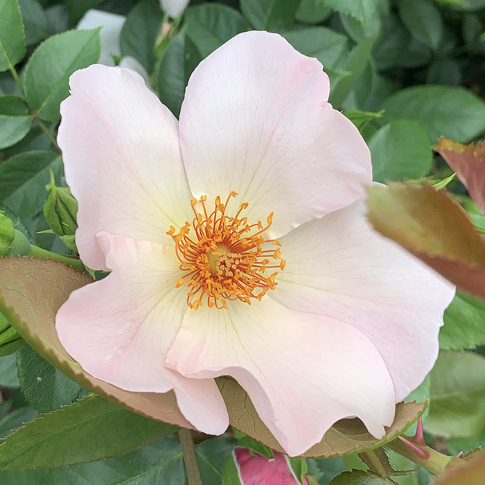 Rose Climbing Simple Life 4L Pot NGW