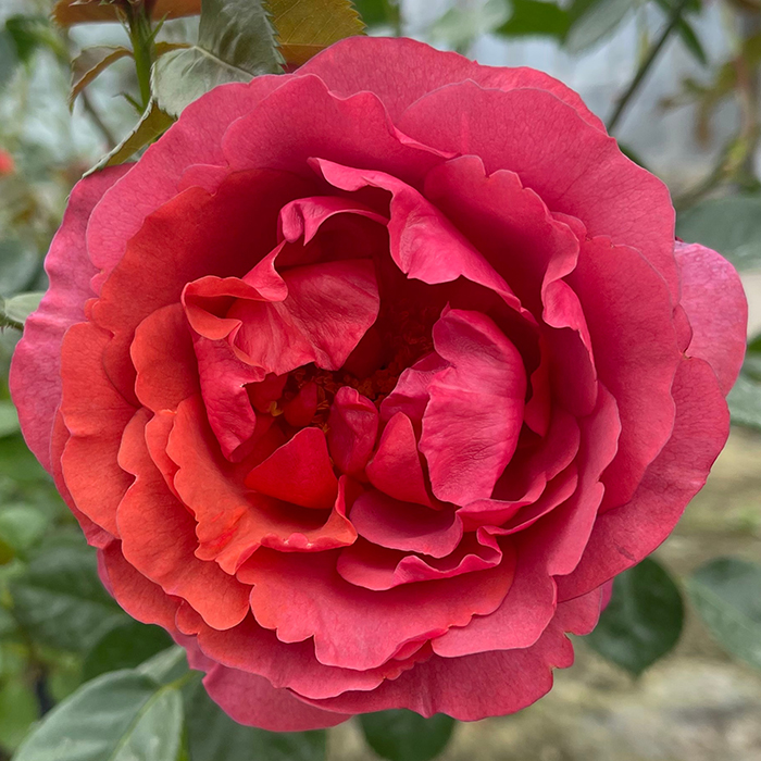 Rose Climbing Wonderful World 4L pot NGW