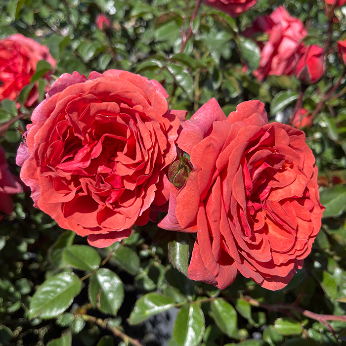 Rose Climbing Wonderful World 4L pot NGW