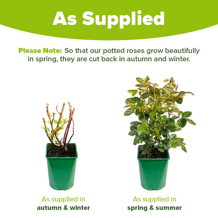 Rose Climbing Wonderful World 4L pot NGW