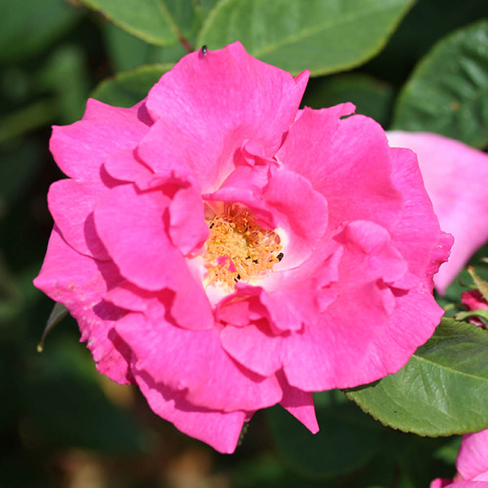 Rose Climbing Zephirine Drouhin 4L pot NGW