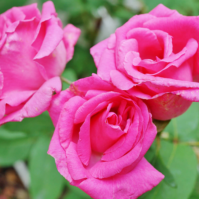 Rose Climbing Zephirine Drouhin 4L pot NGW