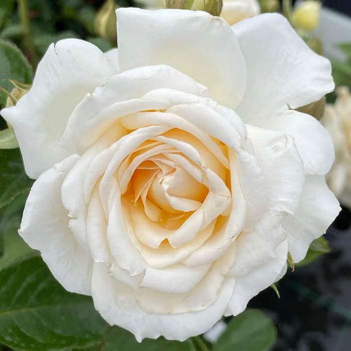 Rose Fab at 30 4L pot NGW