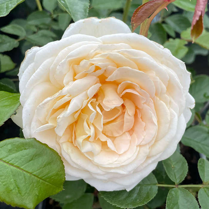 Rose Happy Birthday Cream 4L pot NGW