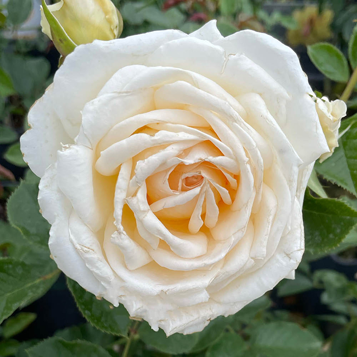 Rose Lisa's Rose 4L pot NGW