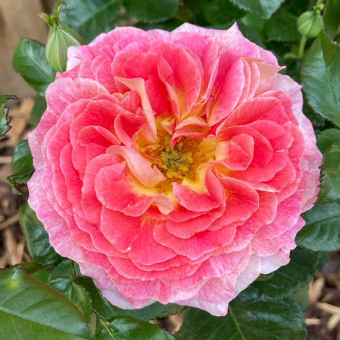 Rose Jeffrey's Rose 4L Pot NGW