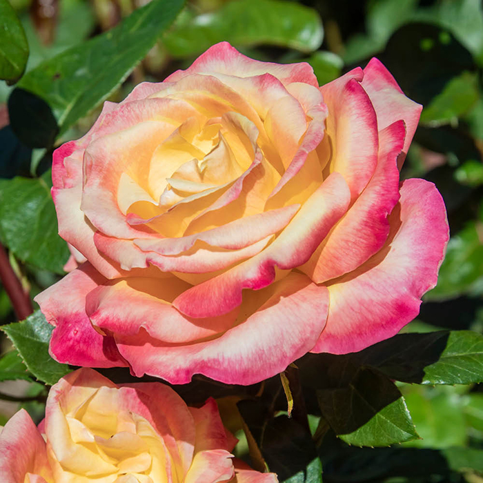 Rose Jeffrey's Rose 4L Pot NGW