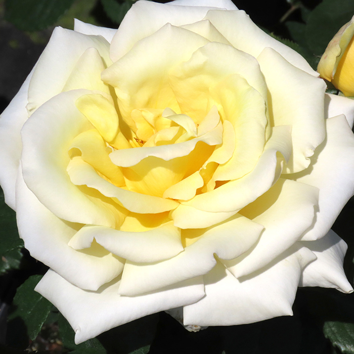 Rose Diamond Days 4L pot NGW