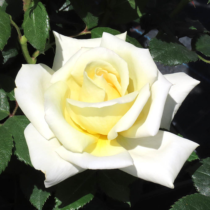 Rose The Happy Couple 4L pot NGW