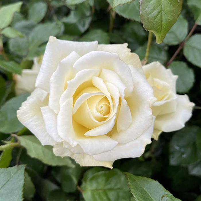 Rose Lynn's Rose 4L pot NGW