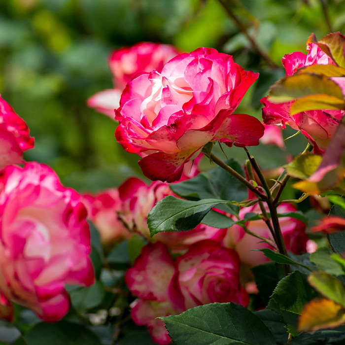 Rose Double Delight 4L pot NGW