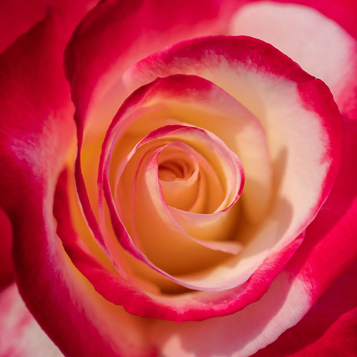 Rose Double Delight 4L pot NGW