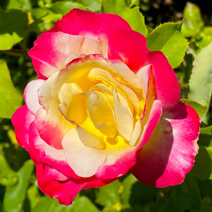 Rose Double Delight 4L pot NGW