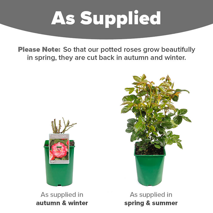 Rose Double Delight 4L pot NGW