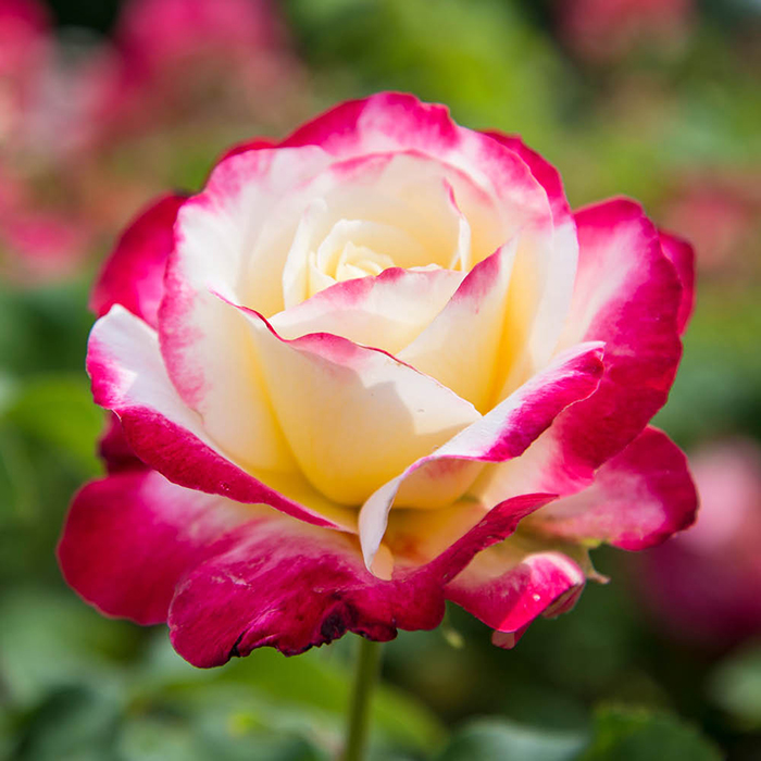 Rose Thomas's Rose 4L Pot NGW