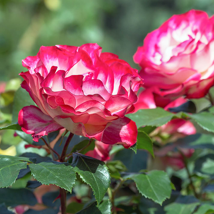 Rose Thomas's Rose 4L Pot NGW