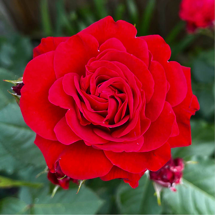 Rose Faithful 4L pot NGW