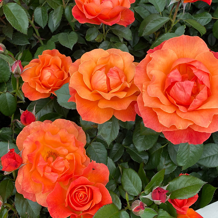 Rose Scott's Rose 4L Pot NGW