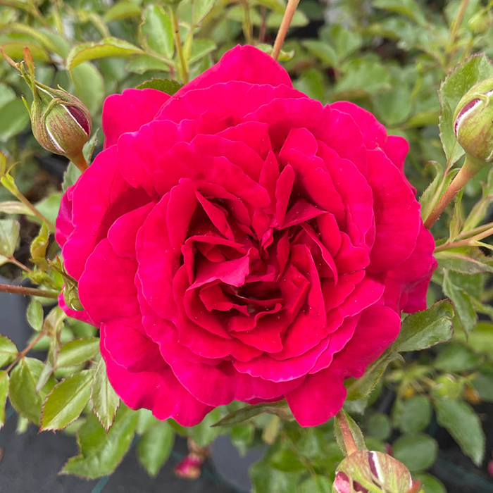 Rose Fetzer Syrah Rose 4L Pot NGW