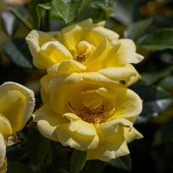 Rose Flower carpet Gold 4L pot NGW