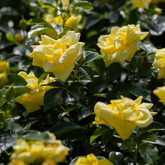 Rose Flower carpet Gold 4L pot NGW