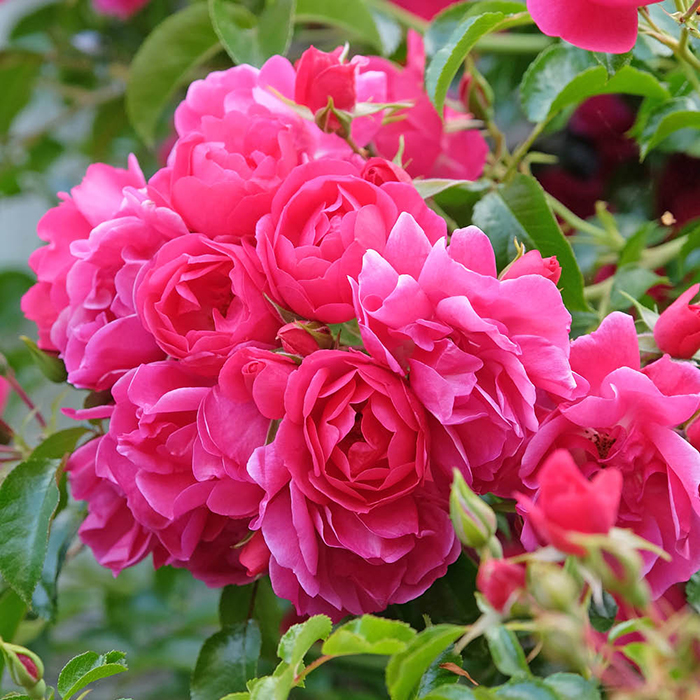 Rose Flower carpet Pink 4L pot NGW