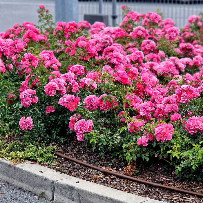 Rose Flower carpet Pink 4L pot NGW