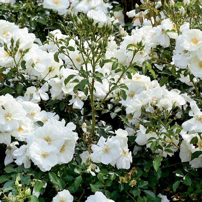 Rose Flower carpet White 4L pot NGW