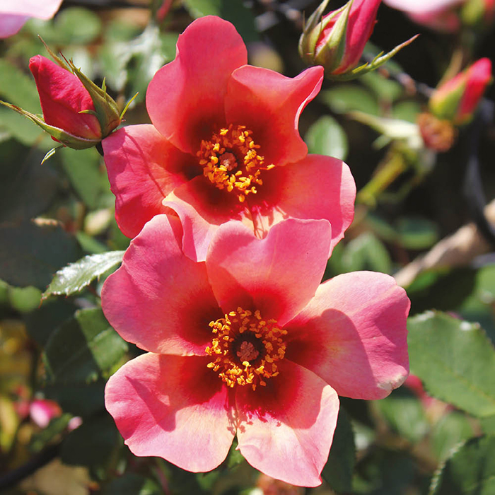 Rose 'For Your Eyes Only' 4L pot (ROTY 2015) NGW