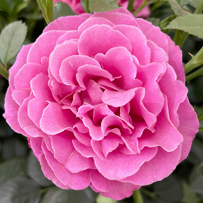 Rose Gemma 4L pot NGW