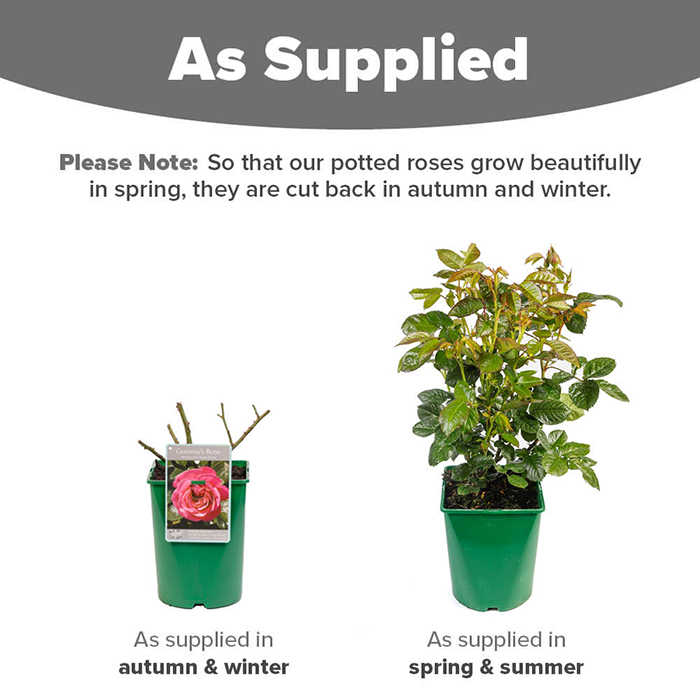 Rose Gemma 4L pot NGW