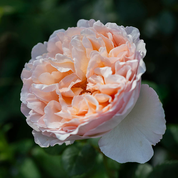 Rose Home Sweet Home 4L pot NGW