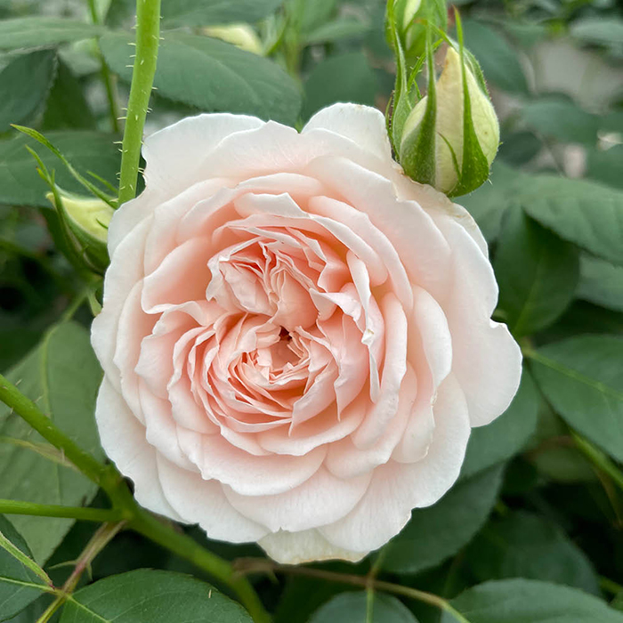 Rose Home Sweet Home 4L pot NGW