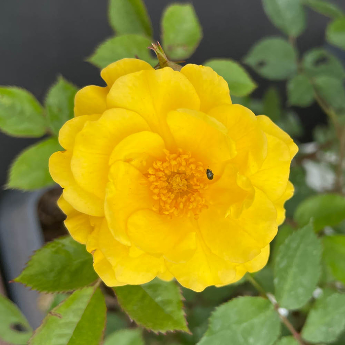 Rose Golden Patio 4L pot NGW