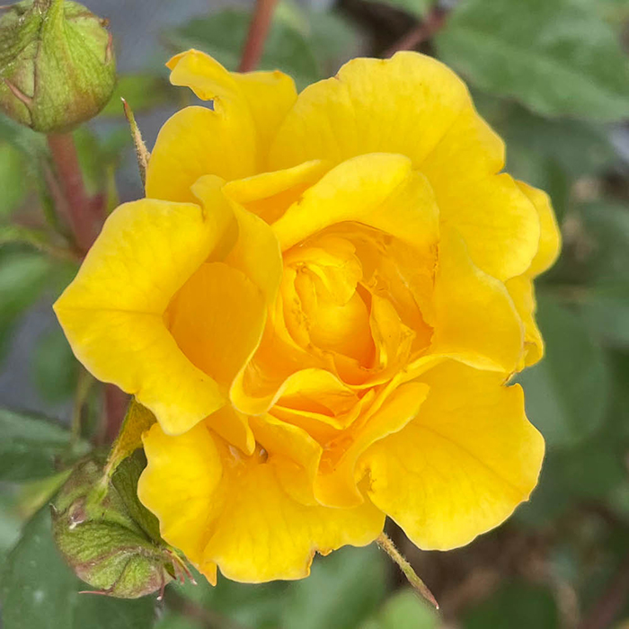 Rose Tina's Rose 4L Pot NGW