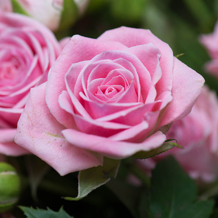 Rose Special Daughter 4L pot NGW