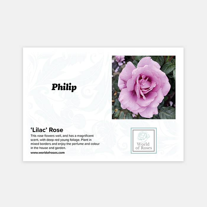 Rose Lilac 4L Pot NGW