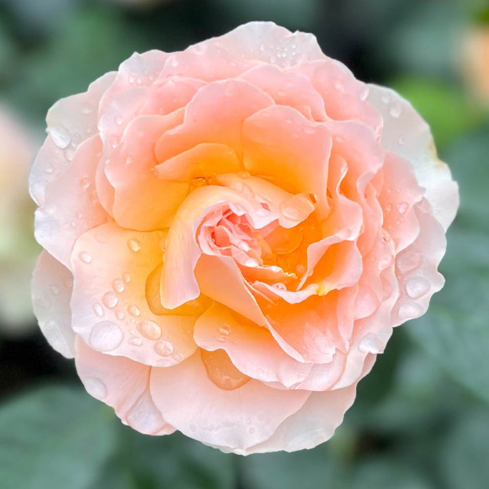 Rose Rob Burrow CBE for MND 4L pot C NGW