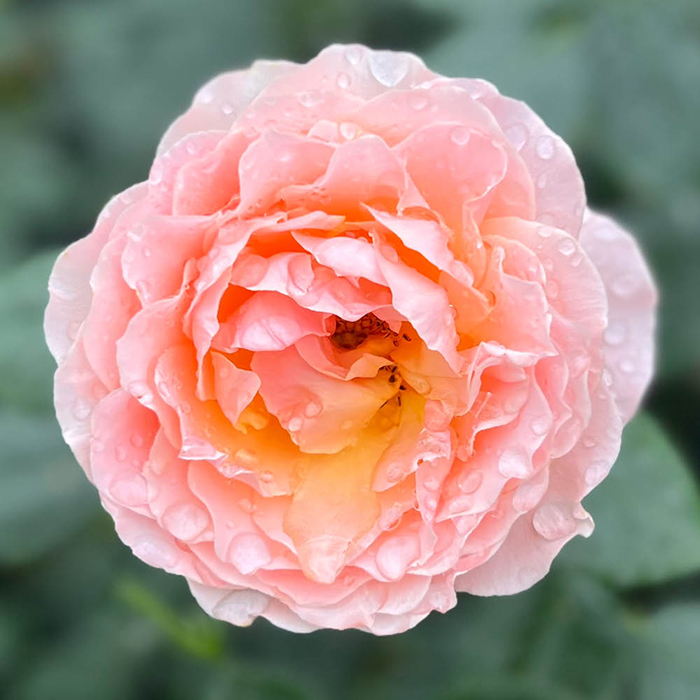 Rose Rob Burrow CBE for MND 4L pot C NGW